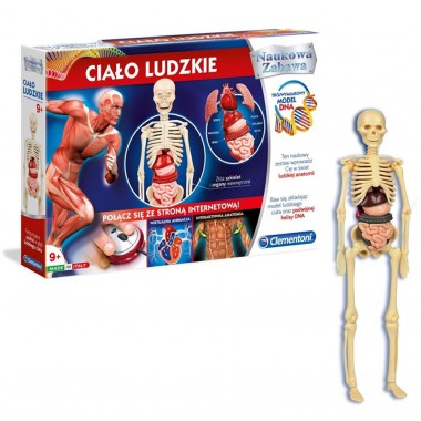 CIAŁO LUDZKIE CZŁOWIEKA CLEMENTONI