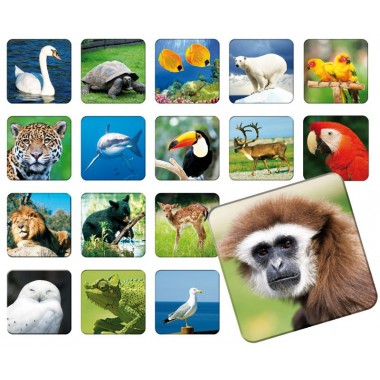 Adamigo Memory ZOO